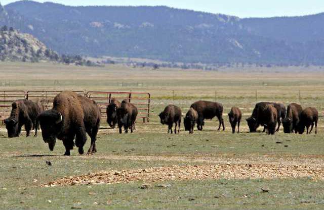 Bison Slaying COEA1 7766055