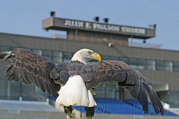 eagle at Paulson